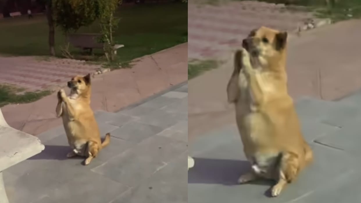 Street Dog Clapping After Hearing Ladies Chanting Radhey Radhey Video Goes Viral