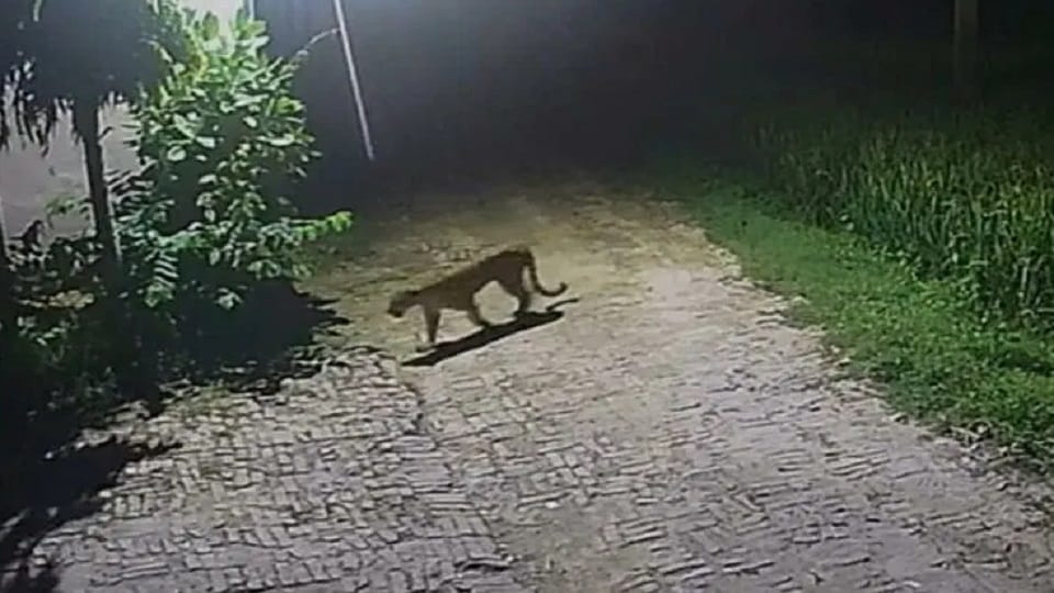 eight-year-old girl dragged away by a leopard her dead body found in a field