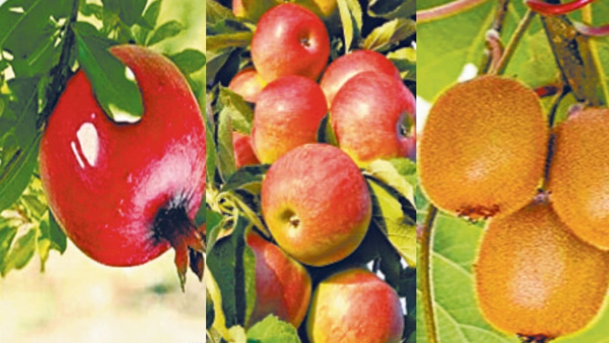 Climate change: Gardeners have shifted from apple production to kiwi and pomegranate production, study reveals