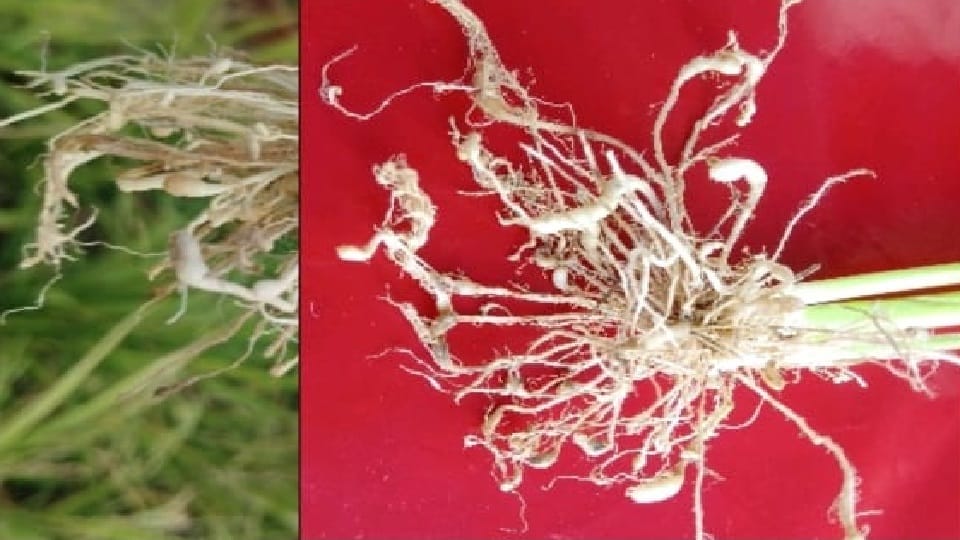 root nodules in rice crop