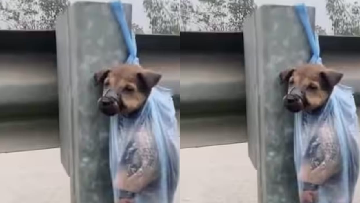 Dog brutally assaulted on roadside mouth taped and left hanging on roadside video goes viral