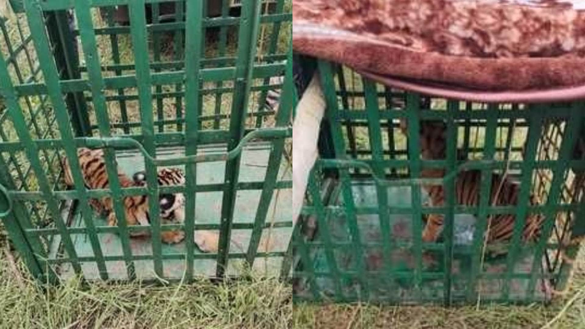 बांधवगढ़ वन विभाग नेय किया बाघों का रेस्क्यू।