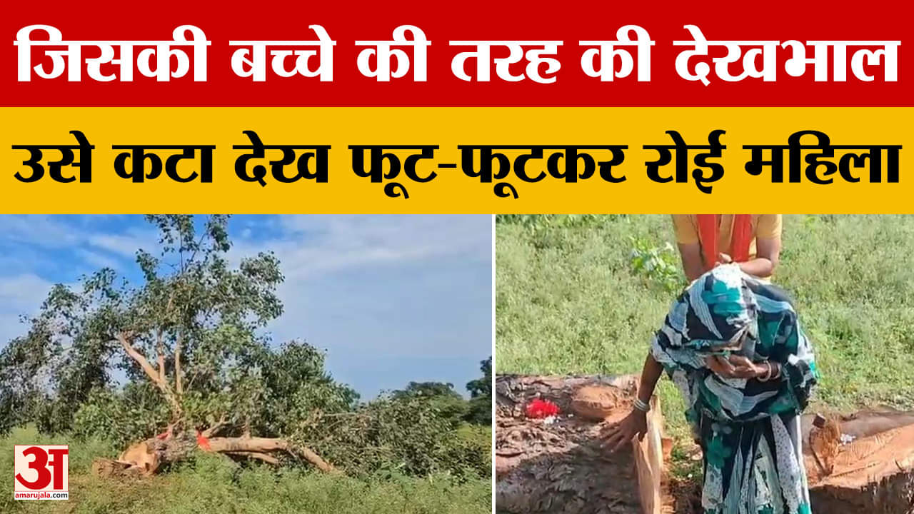 Chhattisgarh : 25 साल तक बच्चे की तरह की देखभाल, पेड़ कटा तो देख फूट-फूटकर रो पड़ीं 90 वर्षीय देवला