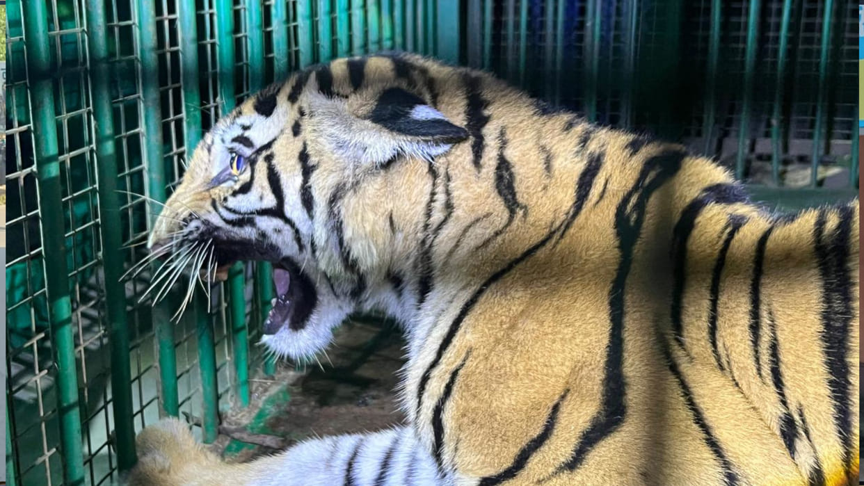 In Gorakhpur Zoo, Tigress cub rescued from Sitapur