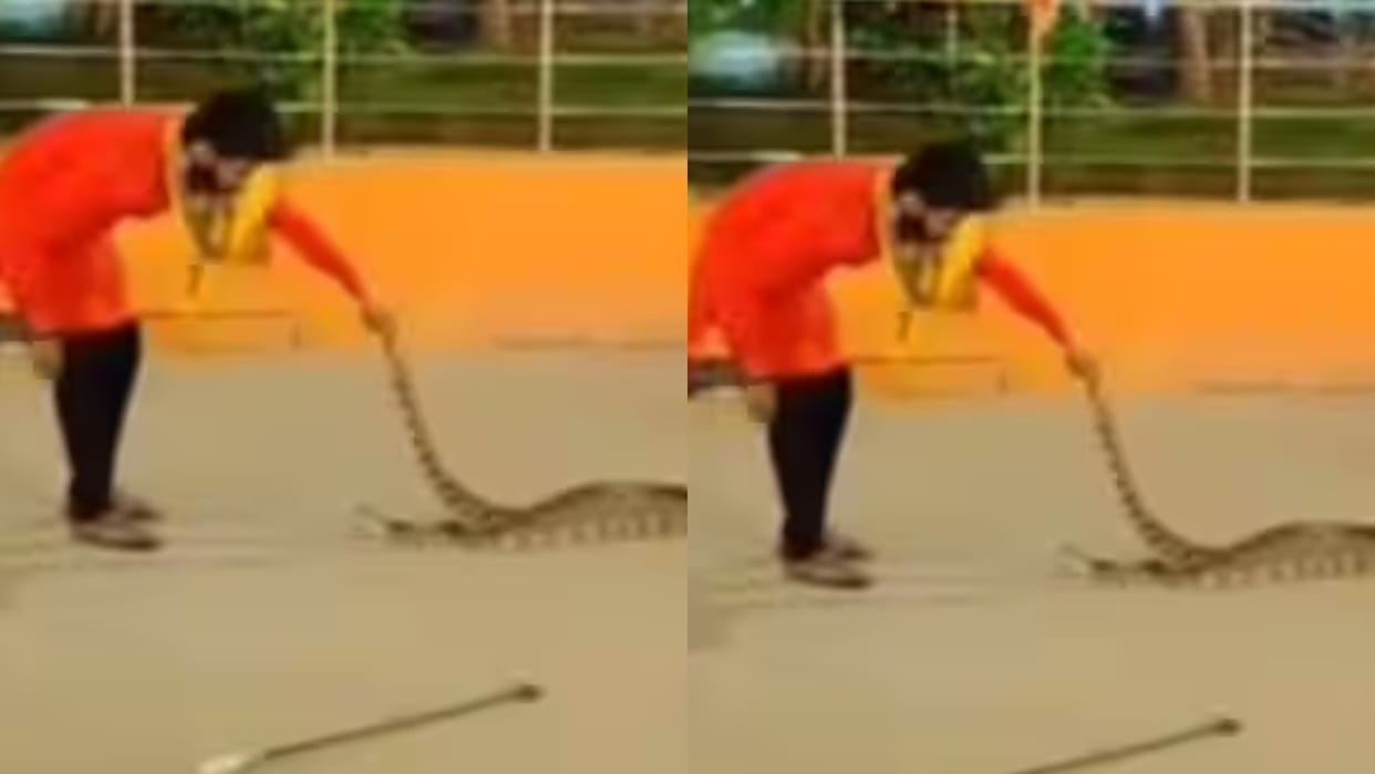 A 13 foot long python suddenly entered a temple before being chased away by a snake catcher