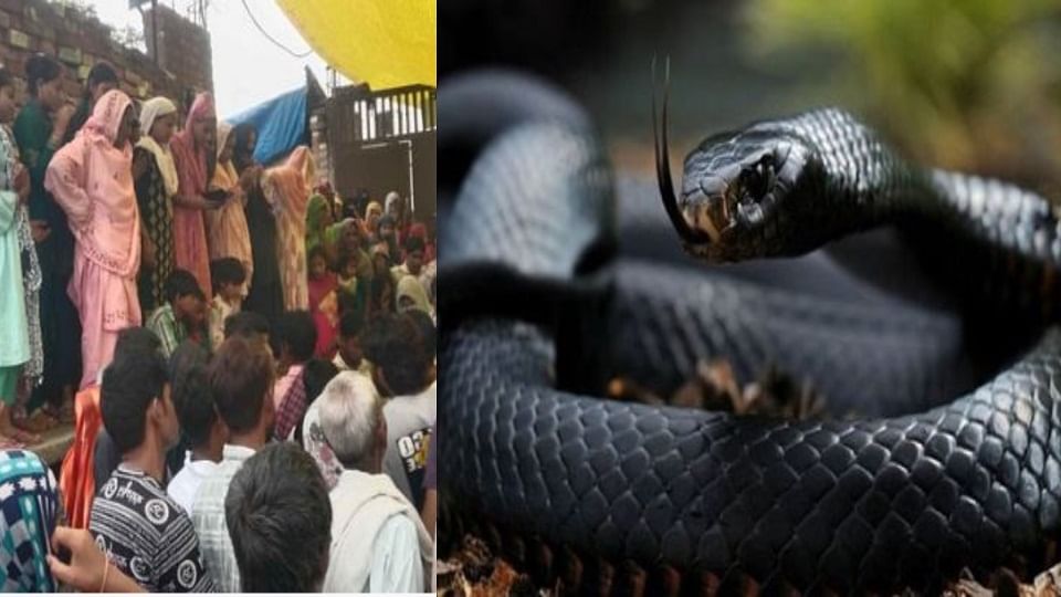 12 People Bitten by Snakes in 24 Hours During Paddy Harvest Boy Dies