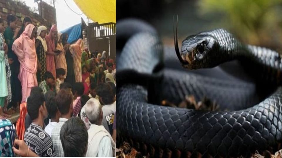 12 People Bitten by Snakes in 24 Hours During Paddy Harvest Boy Dies