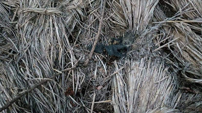 Kanpur: A middle-aged man's fingers were blown off in an explosion while making a bomb