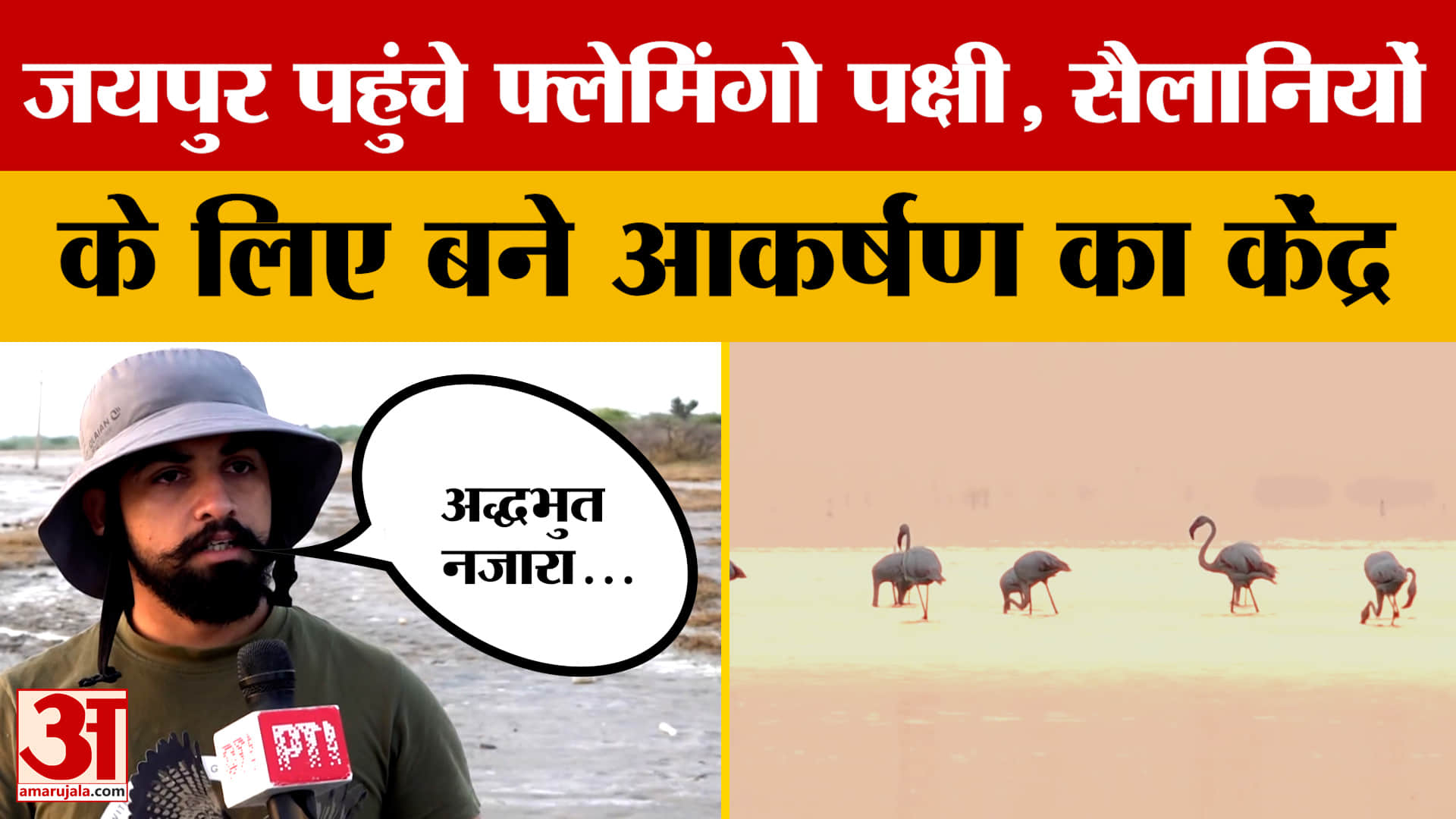 Jaipur: जयपुर के सांभर झील में पहुंचे फ्लेमिंगो पक्षी, देखने पहुंचे सैलानी, क्या बोले? Amar Ujala