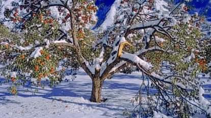 लाहौल में बर्फबारी से टूटे सेब से लदे पेड़।