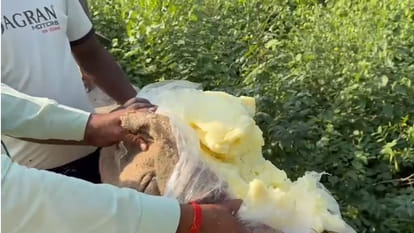 Food Department Action: Adulterated Food Destroyed, Samples Sent for Testing
