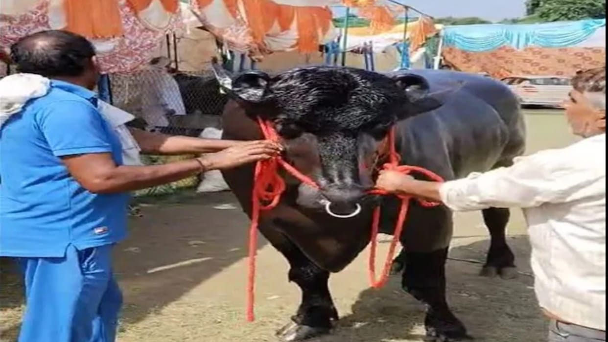 This is the buffalo Of Haryana worth Rs 8 crore it eats almonds cashews and ghee Know other details inside