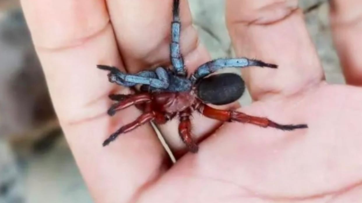 Half Male-Half Female Spider Discovered In Thailand Is New To Science