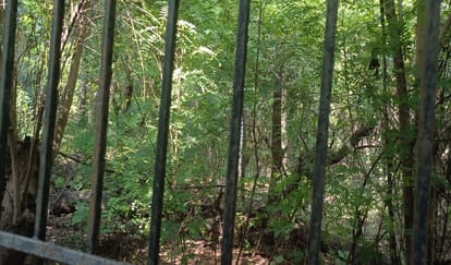 Leopard enters HRI campus, kills dog, panics scientists and researchers