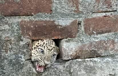 घर में कैद हुआ तेंदुआ।