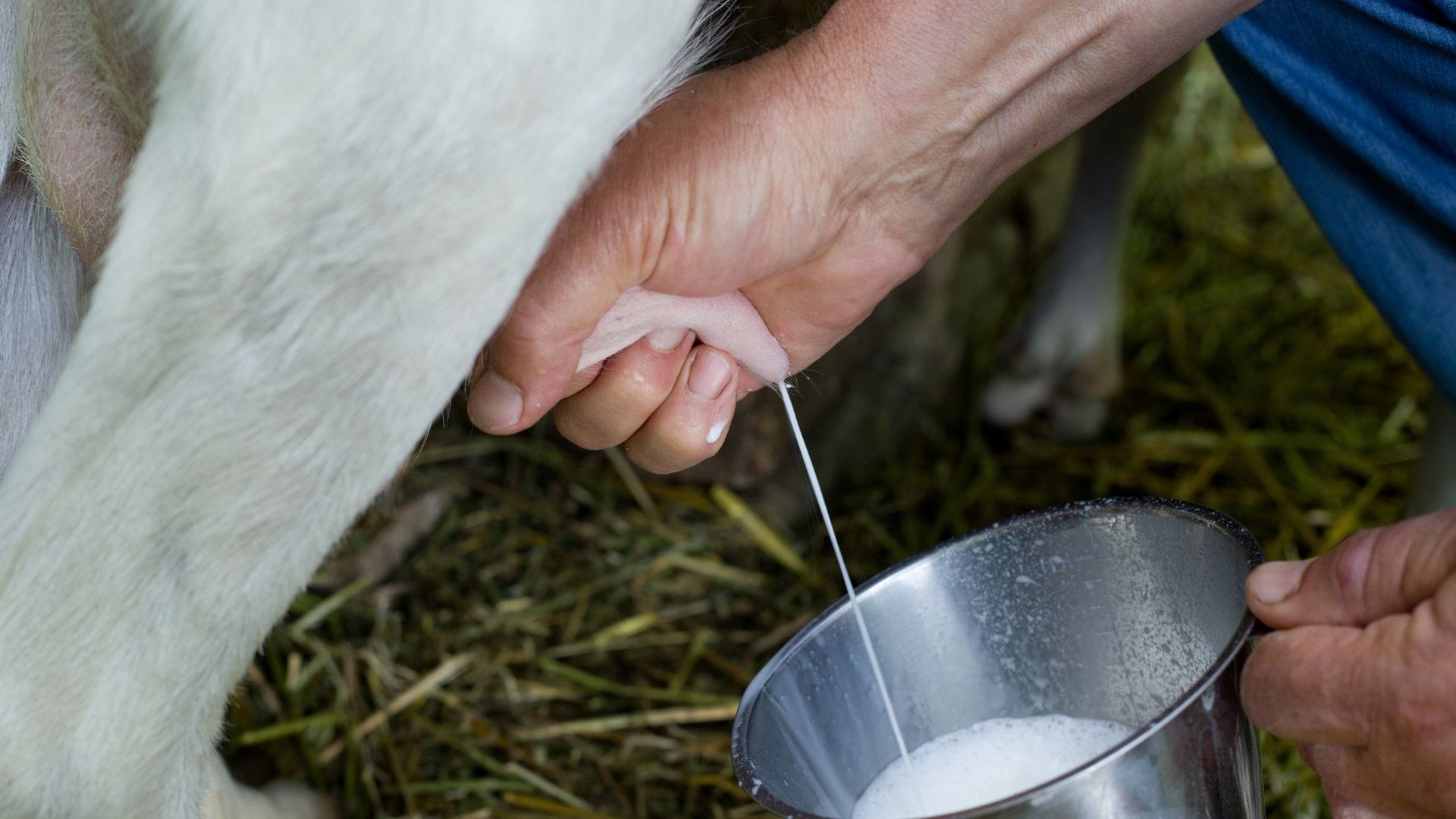 Health Tips Does Goat Milk Help to Increase Platelets Bakri Ka Dudh Peene Se Platelet Badhta Hai