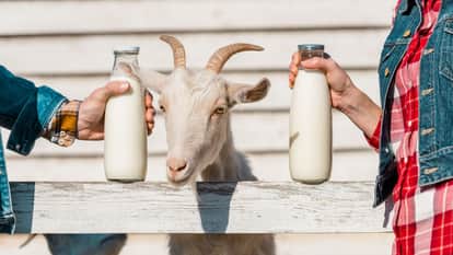 Health: Goat milk not only keeps platelets healthy but also keeps the heart healthy