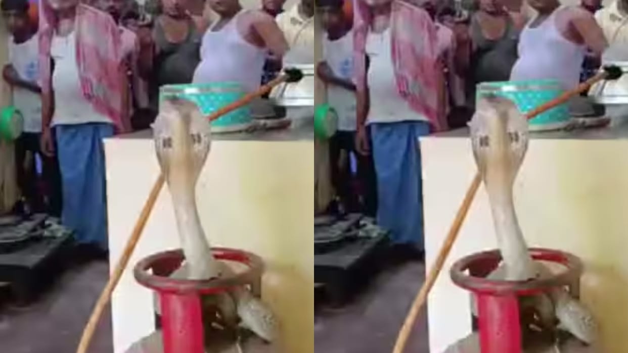 A venomous king cobra enters the kitchen sits on a gas cylinder with its hood spread Video goes Viral