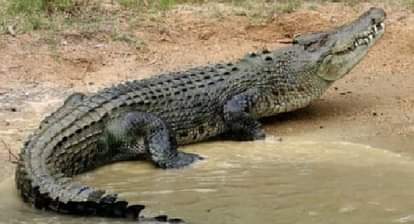 Crocodile census to be conducted in Kakra Haldwani after 11 years