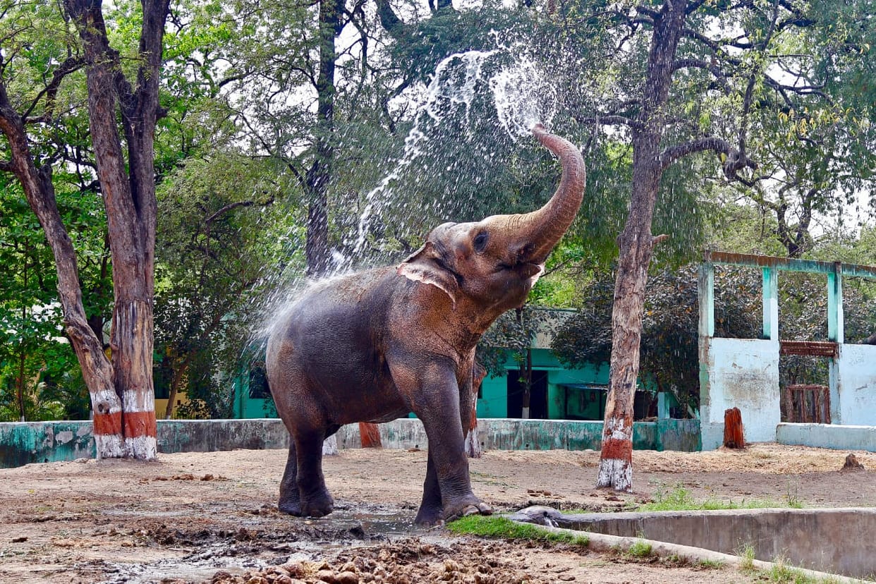 Indore: Recommendation to send Indore's elderly elephant Moti to Vantara, zoo management says not possible