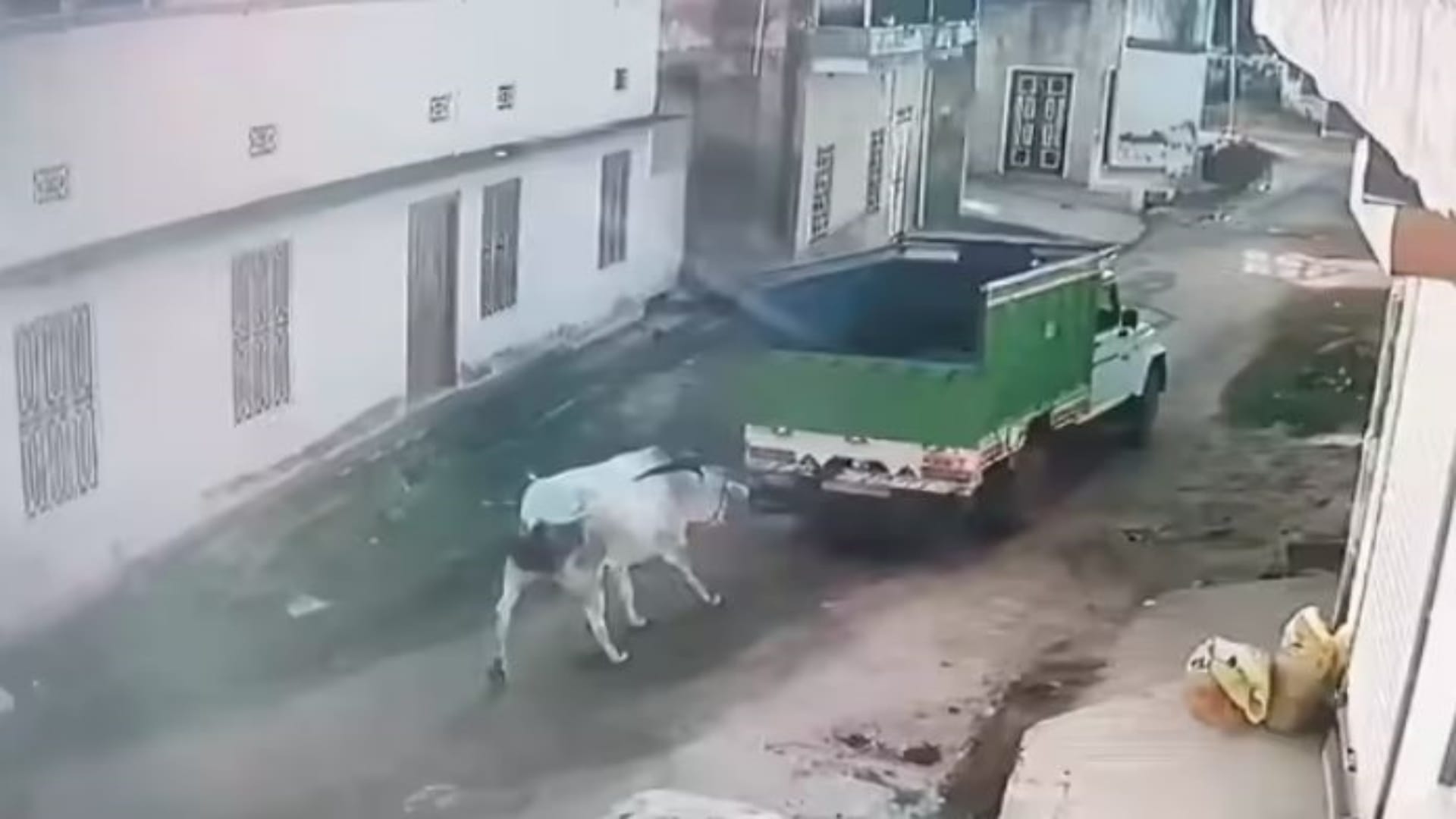 गाय को पिकअप से बांधकर 4 किमी तक दौड़ाया