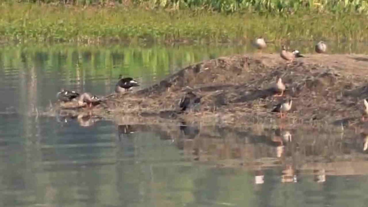 Siberian birds begin arriving at Asan Conservation Park Uttarakhand first Ramsar site