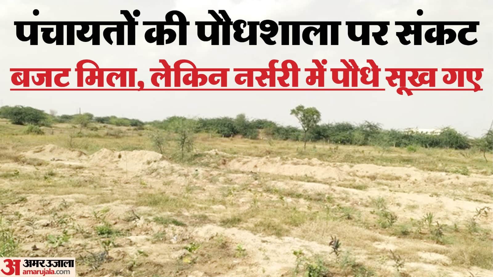 दौसा में पौधरोपण अभियान के बाद खाली नर्सरी, अनदेखी की वजह से सूख रहे पौधे।