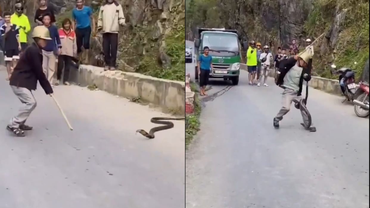 Boy was showing heroism with a snake poisonous cobra also bit his feet all his courage was lost Video Viral