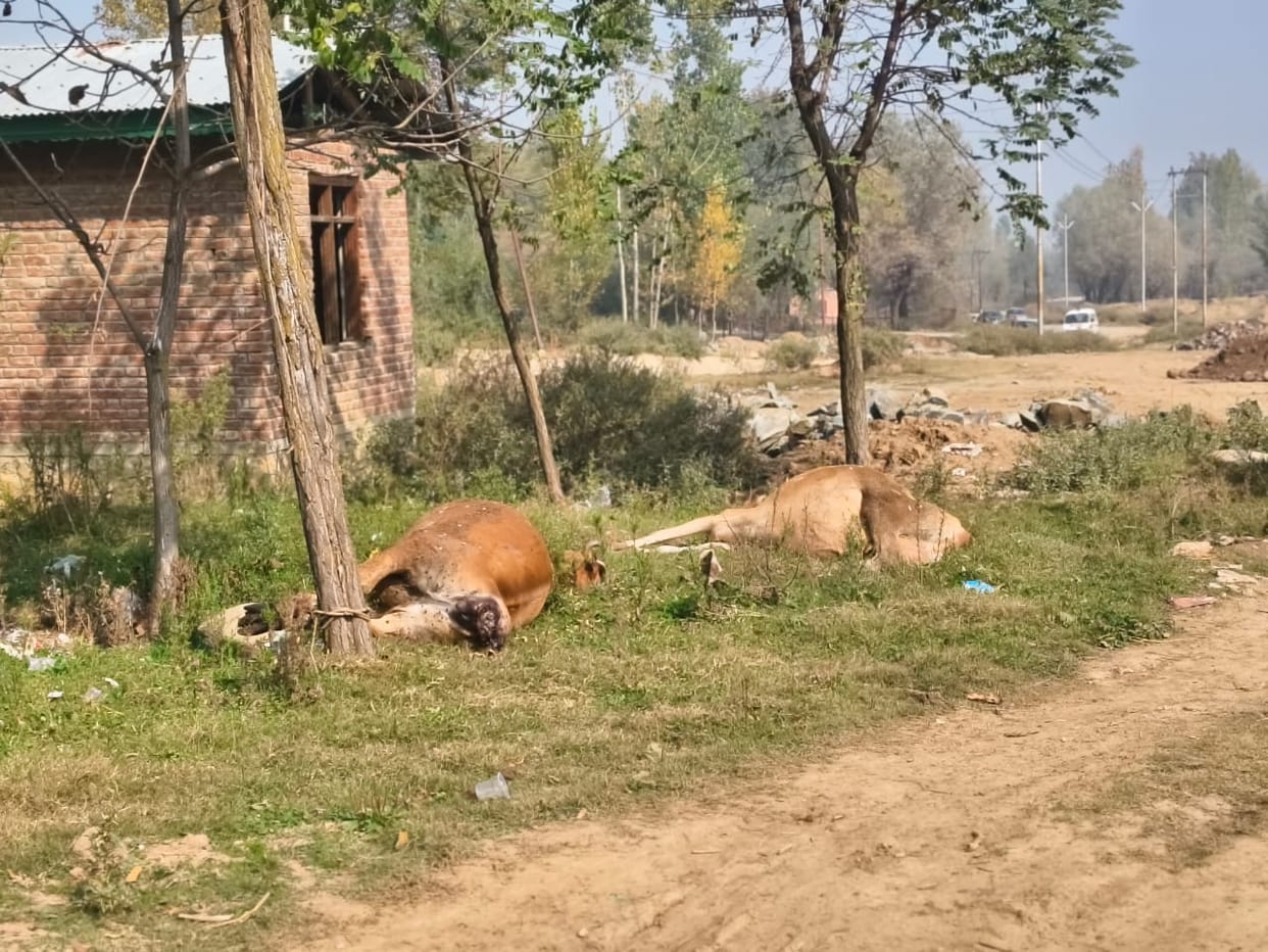 Six dead cows were dumped on the roadside in Budgam.
