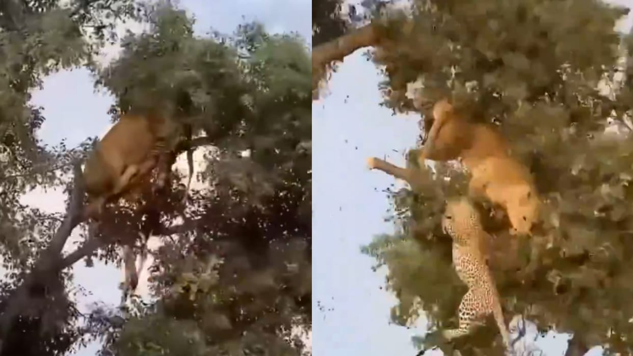 Fight in Lioness And Leopard For hunt Video Goes Viral Animal Video