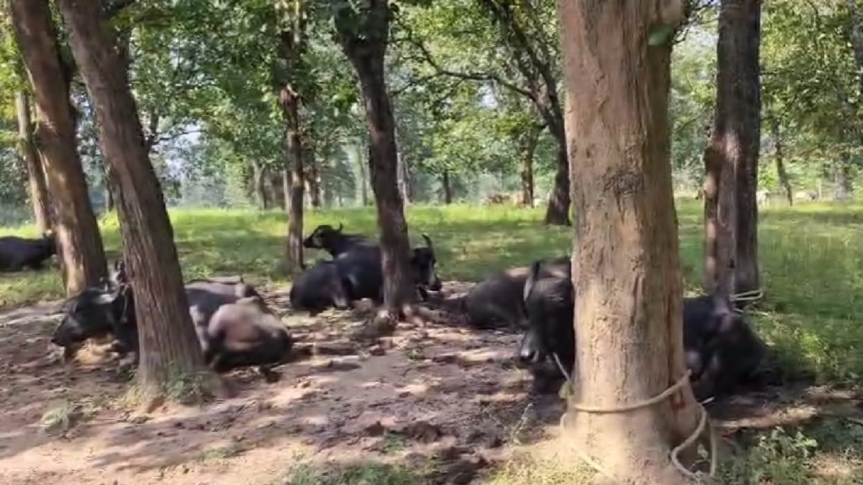 13 cattle recovered from the forest, interstate cattle smuggling gang busted in Gaurela-Pendra-Marwahi