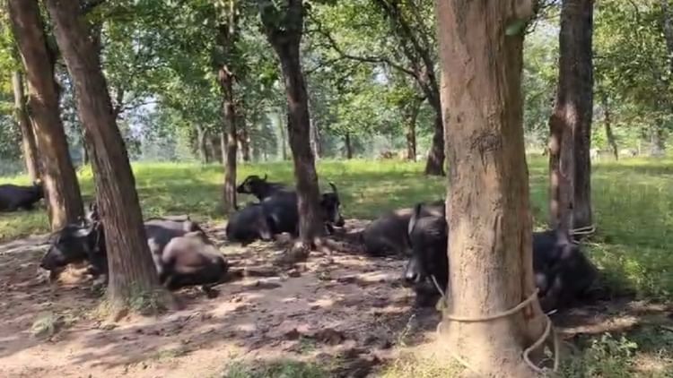 गौरेला-पेंड्रा-मरवाही : जंगल से 13 मवेशी बरामद, अंतरराज्यीय पशु तस्करी गिरोह का पर्दाफाश