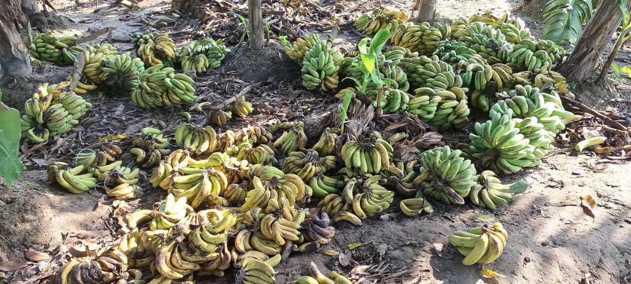 Kanpur A kilo of bananas for two rupees income is far from being earned costs are not even being recovered