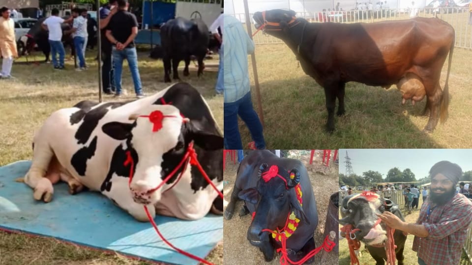 Zorawar and Balwan steal the show at livestock exhibition in Modipuram; crowd gathers to see high-value animal