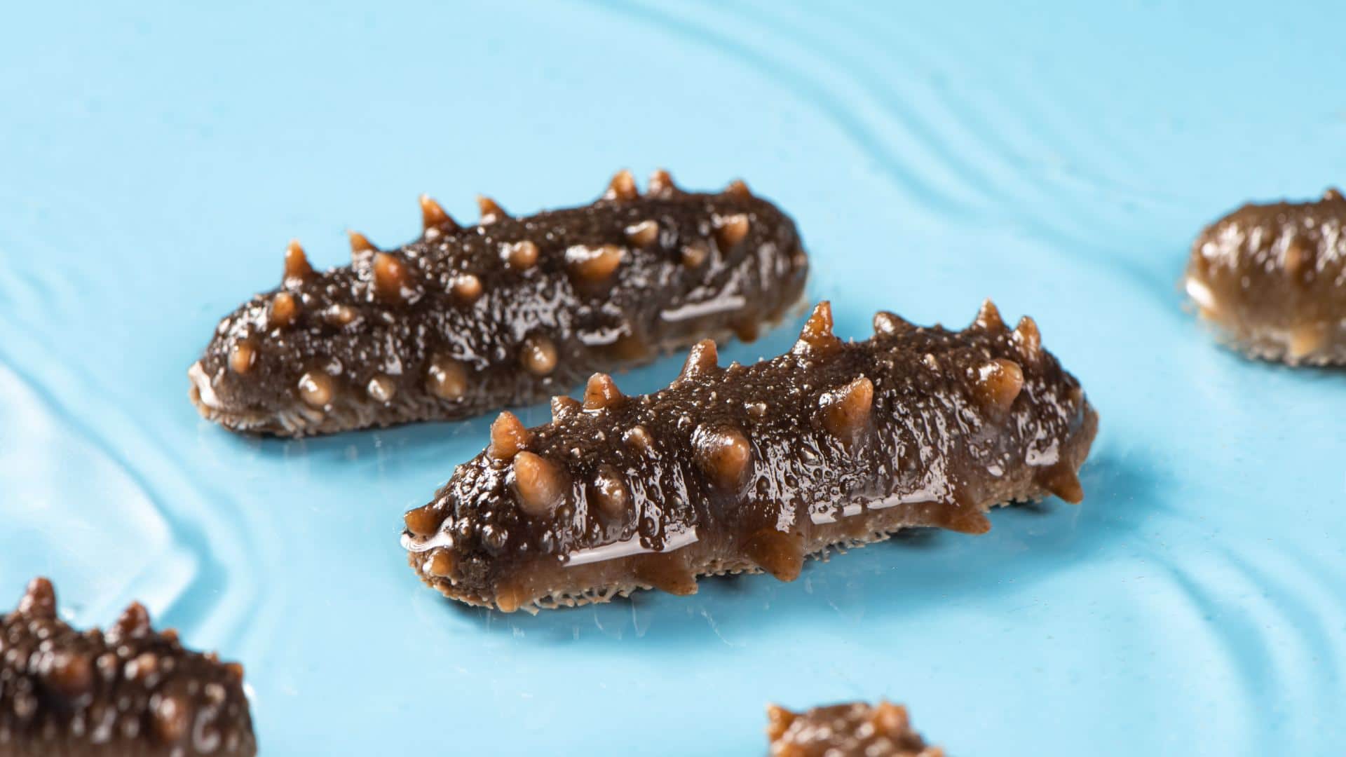 Sea Cucumber India’s Most Expensive Marine Fruit Costs More Than Diamonds Know reason in Hindi