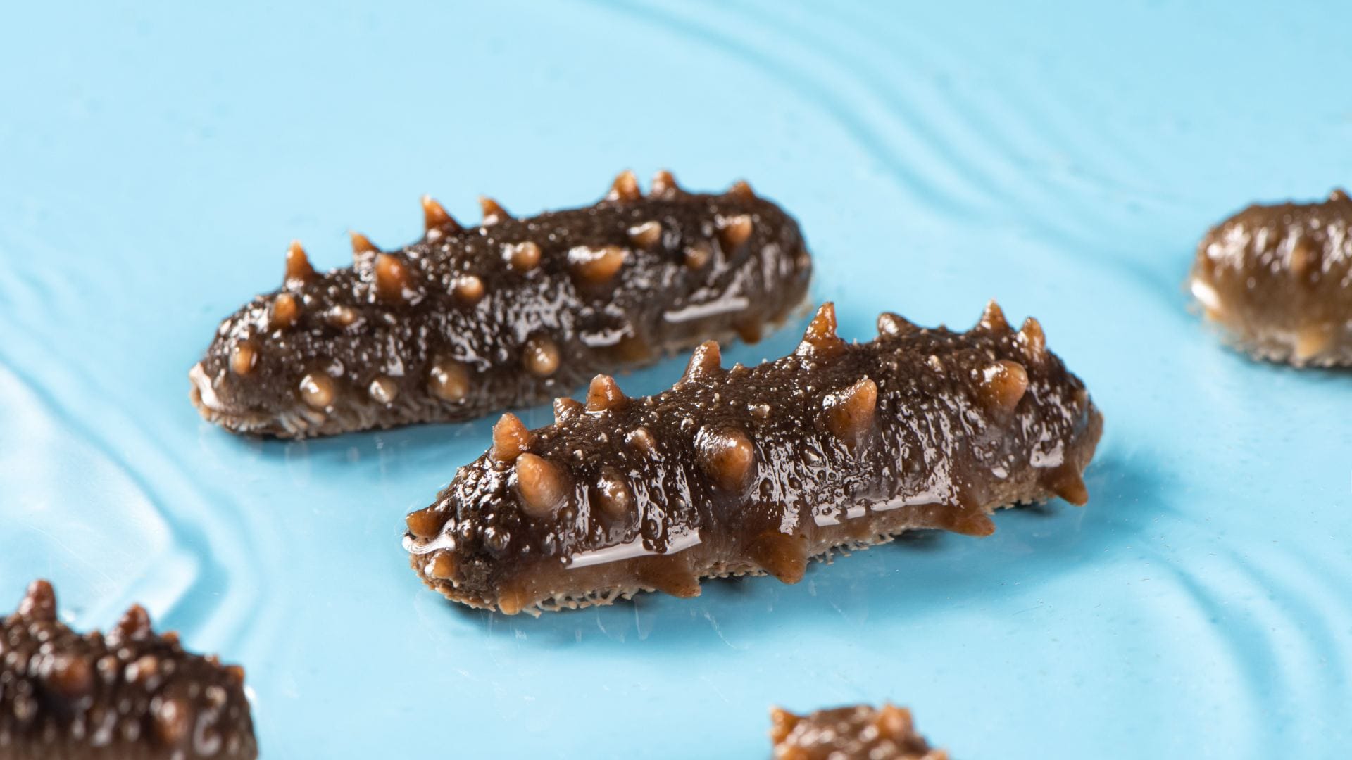 Sea Cucumber India’s Most Expensive Marine Fruit Costs More Than Diamonds Know reason in Hindi