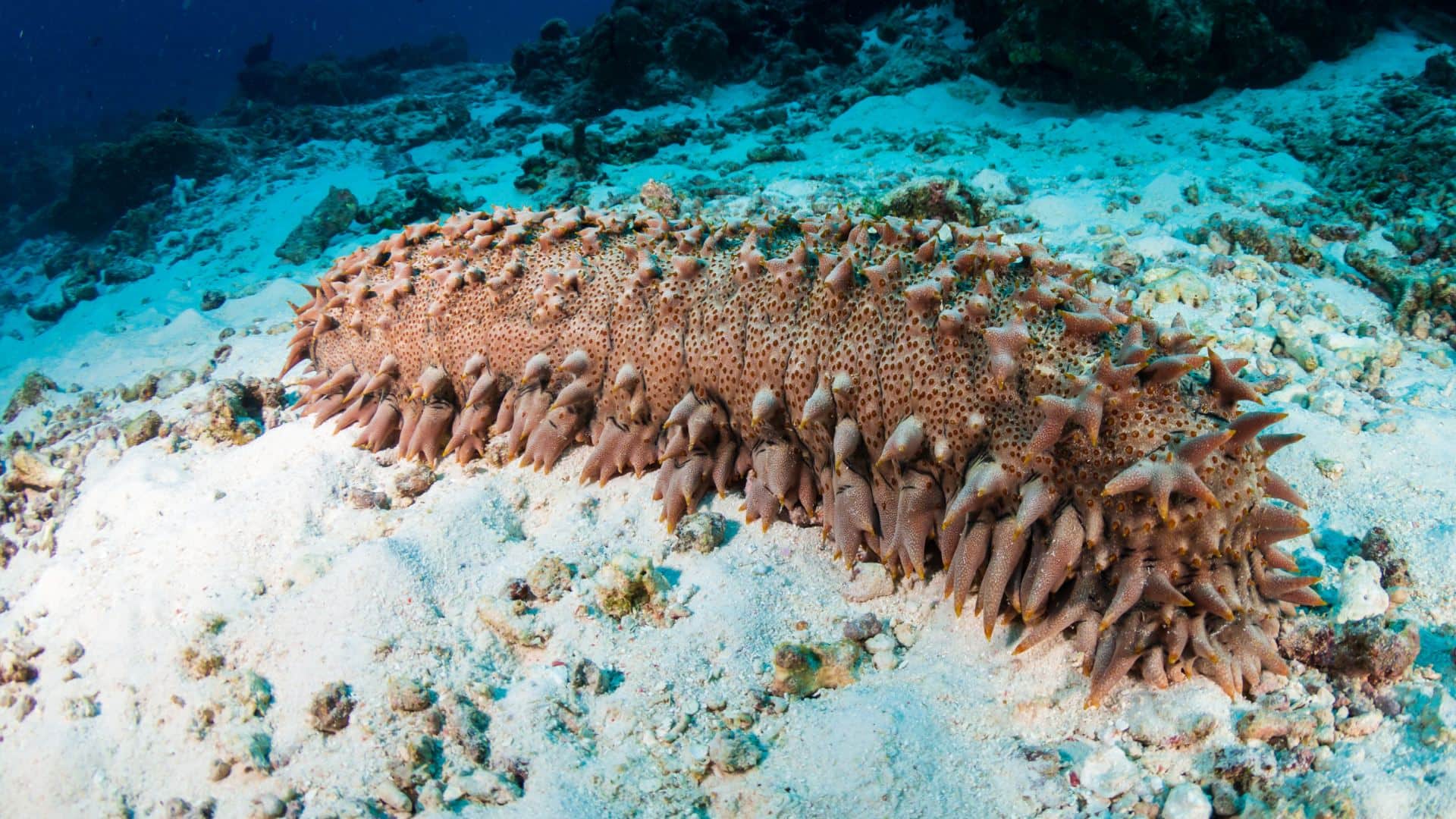 Sea Cucumber India’s Most Expensive Marine Fruit Costs More Than Diamonds Know reason in Hindi