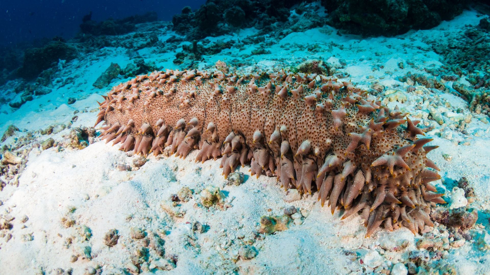 Sea Cucumber India’s Most Expensive Marine Fruit Costs More Than Diamonds Know reason in Hindi