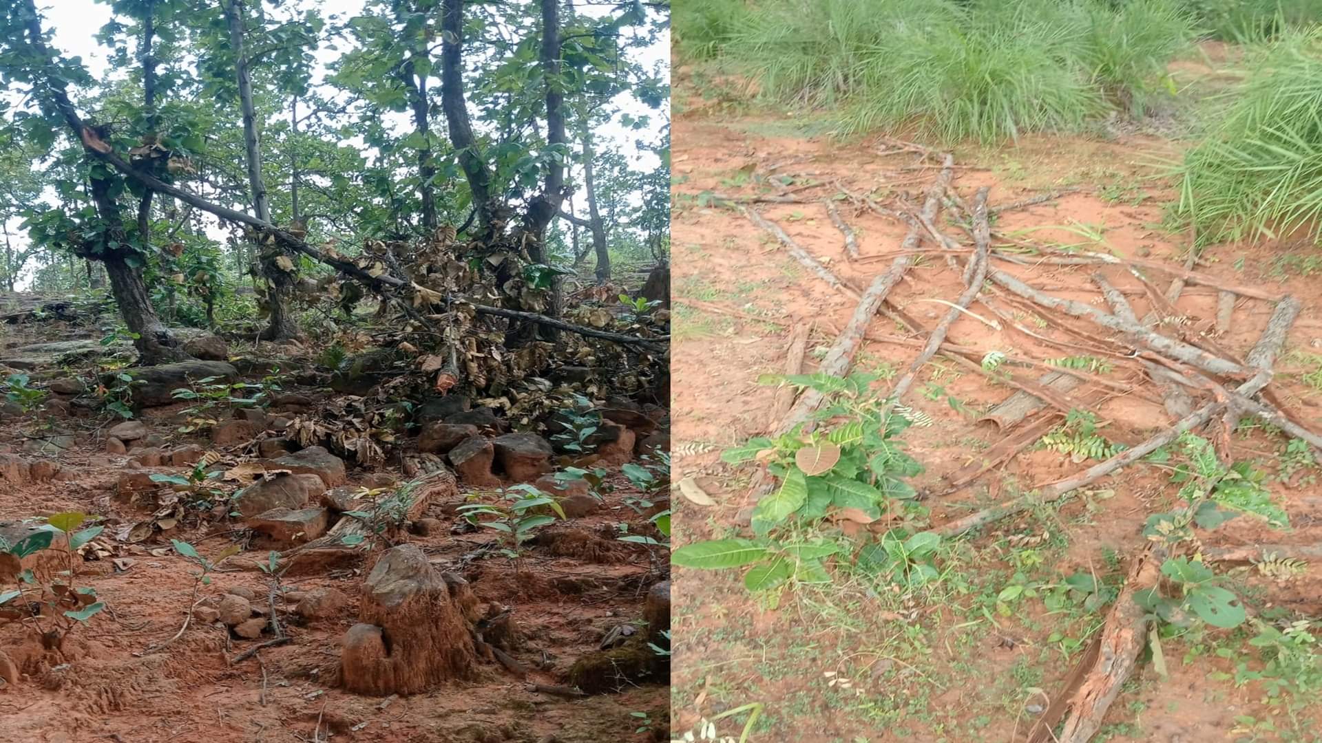 चुमरा बिट में वन भूमि पर अतिक्रमण