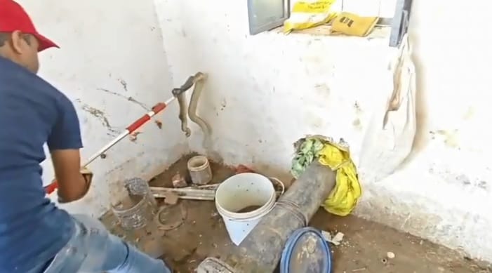 Hamirpur pair of poisonous Russell vipers was found and stirred up found in a government tubewell