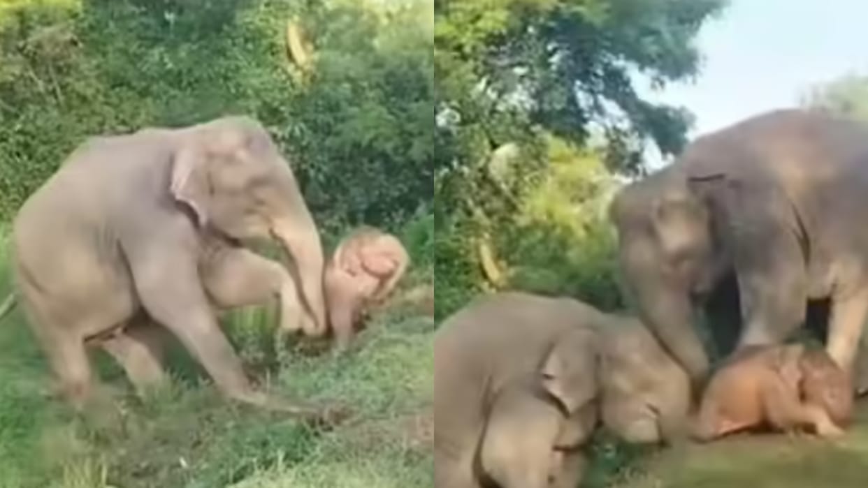 Mother Elephant Helps Her Baby To Climb Up On Slope Using Trunk Cute Duo Video Goes Viral