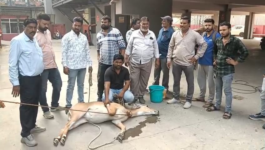 Indore: A Nilgai strayed into a residential area in Indore; the staff caught it and sent it to the zoo.
