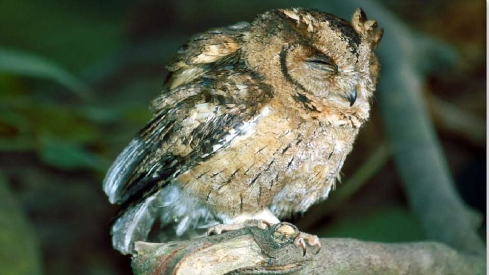 Jhansi: Forest department on alert regarding the safety of owls, seven teams formed for monitoring.