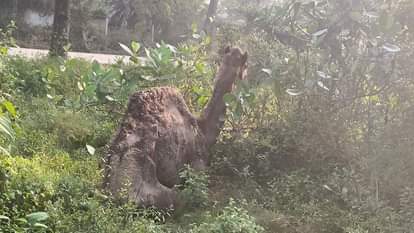 ऊंट की हुई मौत