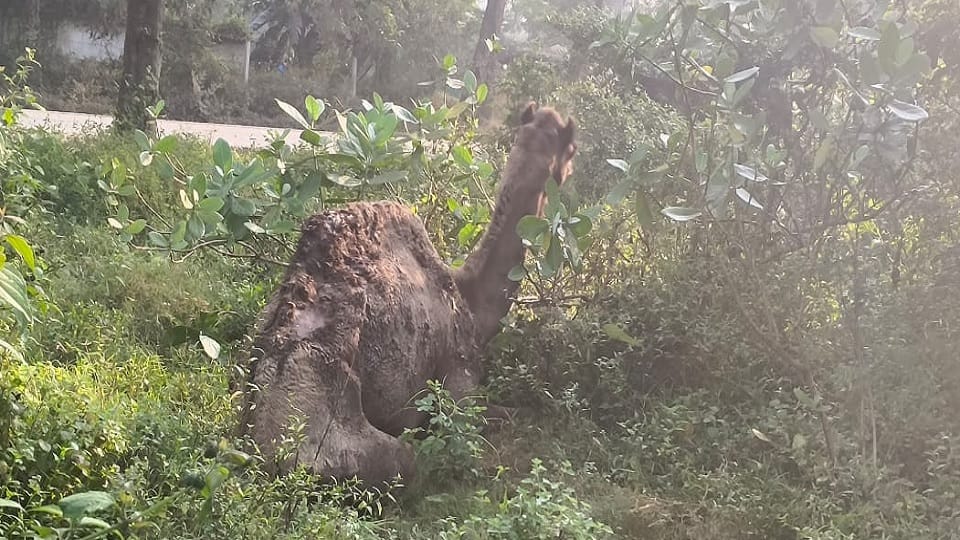 owner ran away leaving the sick camel tied with a rope in the forest