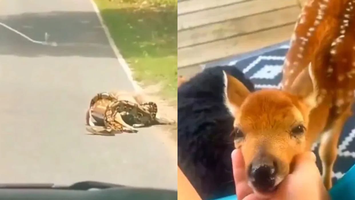 Python hunts deer on roadside woman arrives and picks up stick snake attacks Video goes Viral
