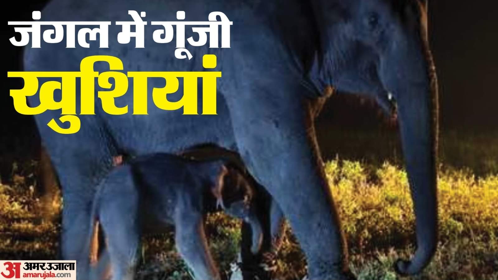 हथिनी बांधवी ने एक नर हाथी बच्चे को जन्म दिया।