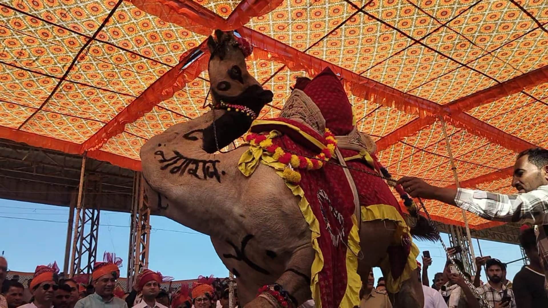 Ajmer News: International Pushkar Animal Fair from Oct 22, camels and horses bring life to the sandy dunes