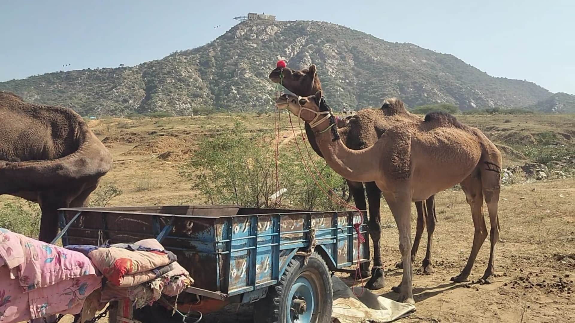 Ajmer News: International Pushkar Animal Fair from Oct 22, camels and horses bring life to the sandy dunes