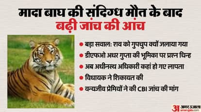 Big fraud exposed over tiger death in Balaghat: DFO Adhar Gupta booked for burning body